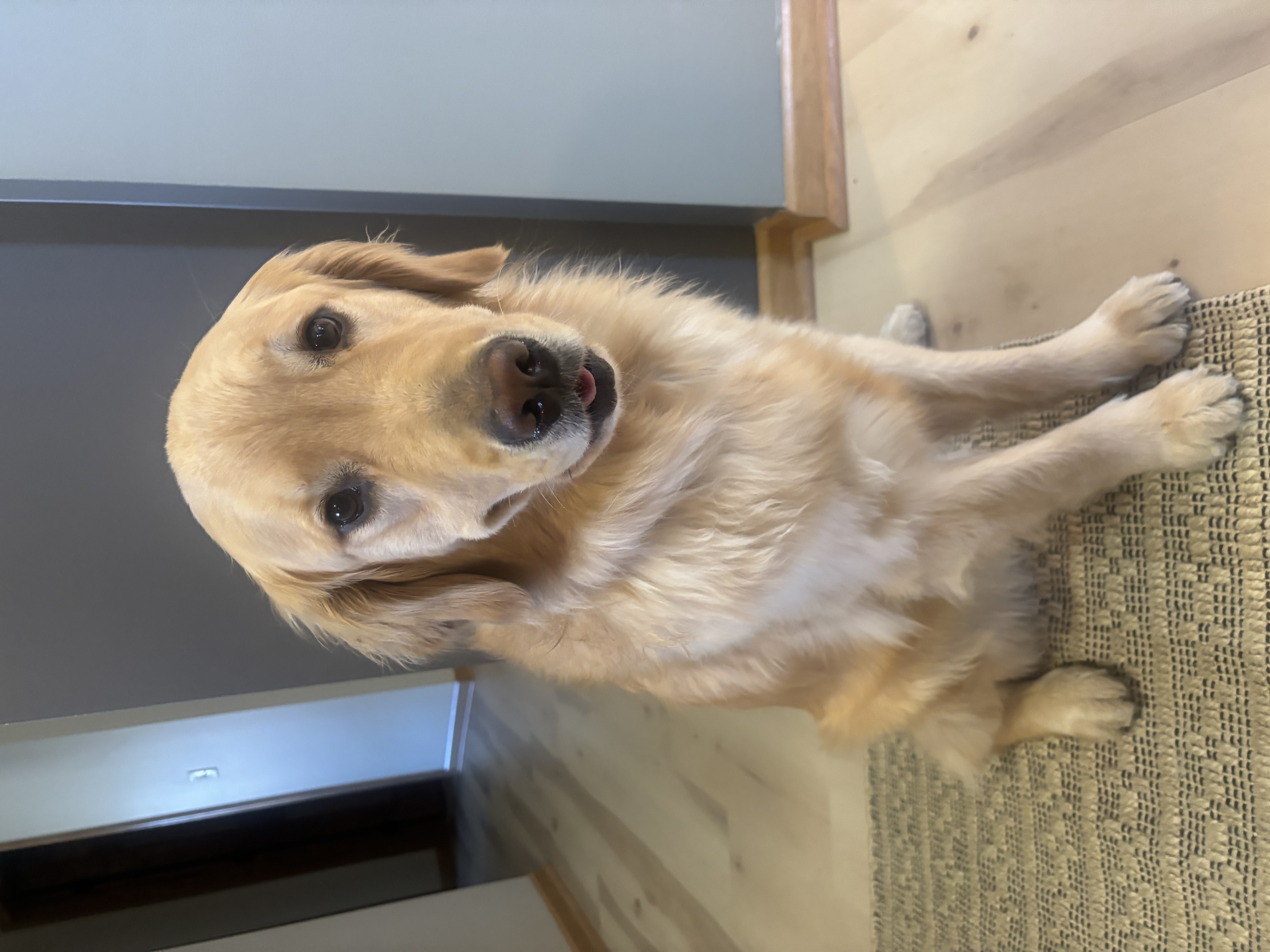 Mabel the Golden Retriever